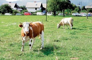 V Švici odločajo o tem, ali bo pravice živali zagovarjal odvetnik