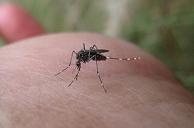/media/www/slike.old/novice/mosquito.gif