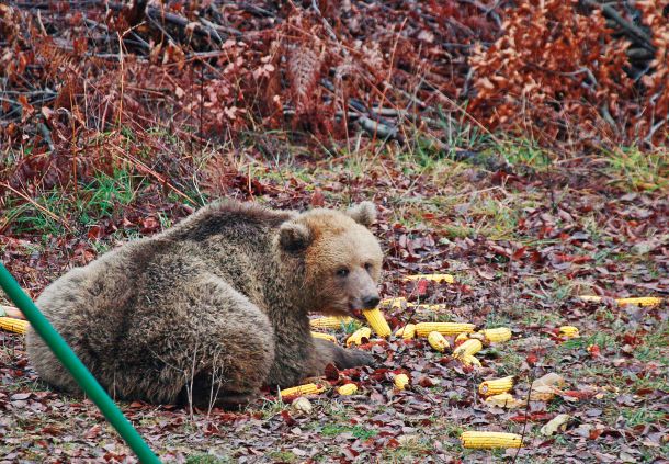 Slovenski medvedi kar tretjino kalorij pridobijo na krmiščih, ki jih lovci s tem namenom oskrbujejo s koruzo in podobno »umetno« hrano 