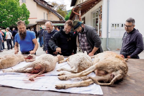 Razkazovanja ovc, ki so jih v Gorjah pobili volkov