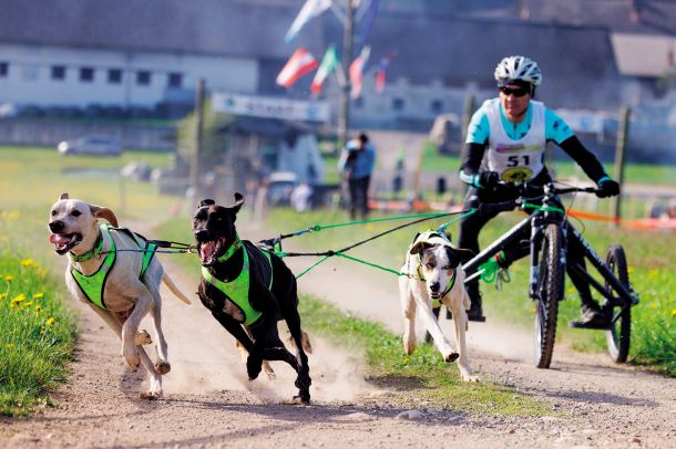 10. Memorial Henrika Sečnika, mednarodno tekmovanje vlečnih psov, Hraše 