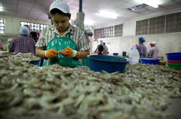 Aktivisti organizacij za spoštovanje človekovih pravic trdijo, da bi tajski izvozniki morske hrane propadli brez suženjskega dela.
