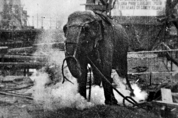 Slonica Topsy. Prizor iz Edisonovega filma Electrocuting an Elephant (1903).