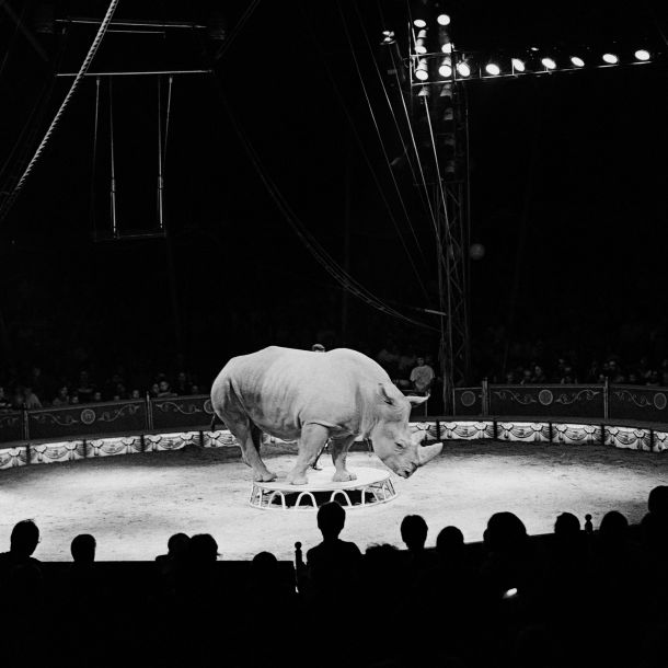 Jože Suhadolnik: Cirkus (1999)