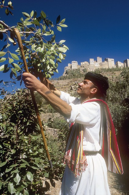 Kmet, oblečen v tradicionalno jemensko oblačilo, pregleduje pridelek na terasah kata pod vasjo Al Hajjara.
