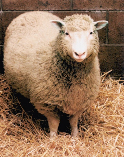 Klonirana Dolly