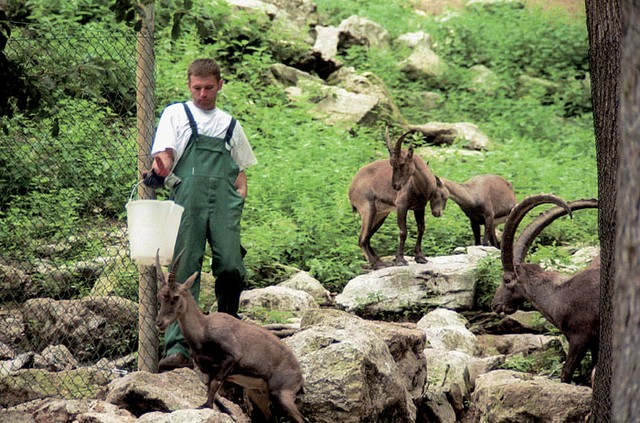 Alpski kozorogi, izredni plezalci, ki tudi v vrtu precej plezajo