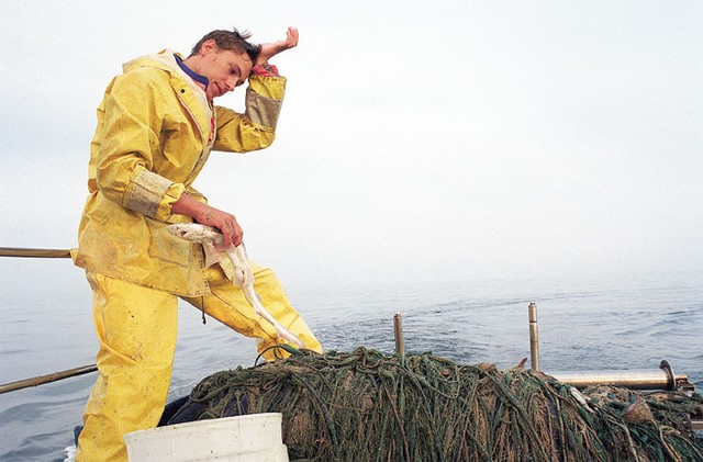 Pred Novigradom: hrvaška riba v slovenskih rokah