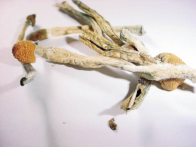 Mexican (psilocybe cubensis) - uvoz iz Amsterdama