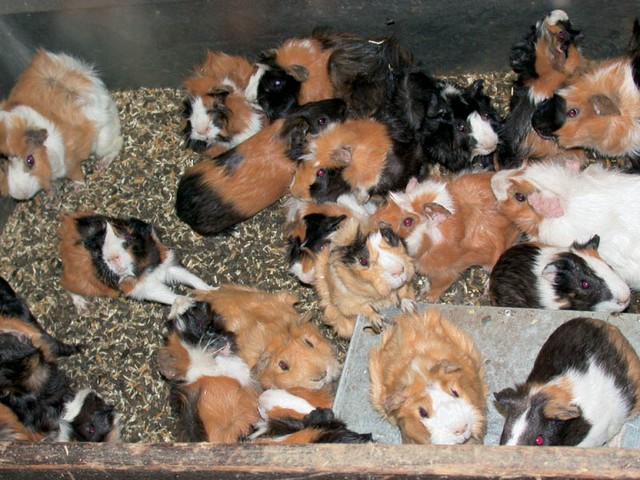 Morski prašički v hlevčku Inštituta za farmakologijo in eksperimentalno toksikologijo