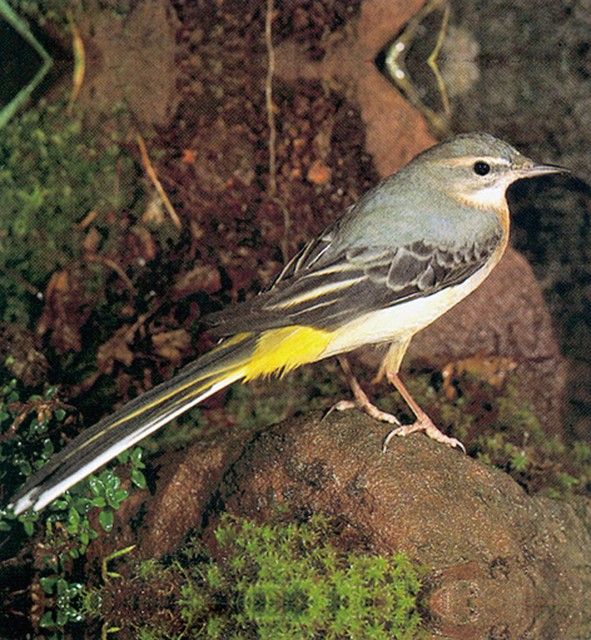 Siva pastirica