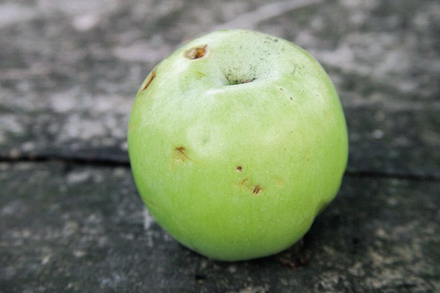 Rožmarinka