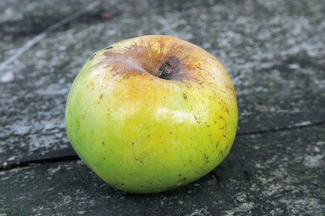 Voščenka