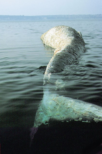 Tudi kiti zaidejo v slovensko morje. Plavajoče truplo 13-metrskega brazdastega kita (Balaenoptera physalus) je marca presenetilo slovensko javnost. 