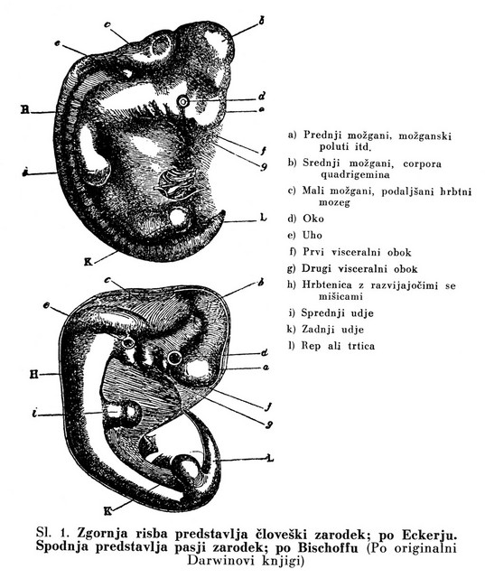 Originalna ilustracija iz Darwinove knjige prikazuje podobnosti med človeškim in pasjim zarodkom.