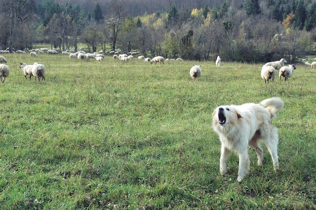 Subvencionirane ovce na območju zveri