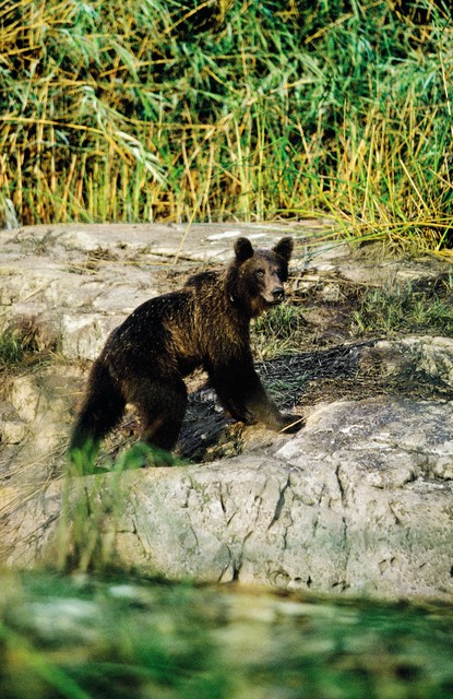 Problematična zver: Medved ob Cerkniškem jezeru