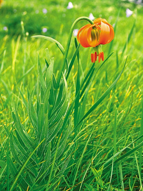 Kranjska lilija (Lilium carniolicum)