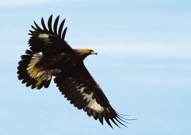 Planinski orel (Aquila chrisaetos)