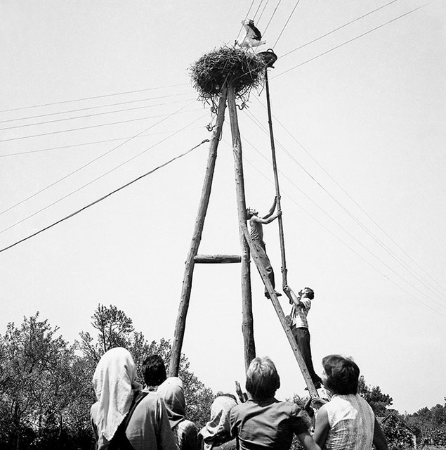 Akcija reševanja štorkljinih mladičev na Goričkem okrog 1962.