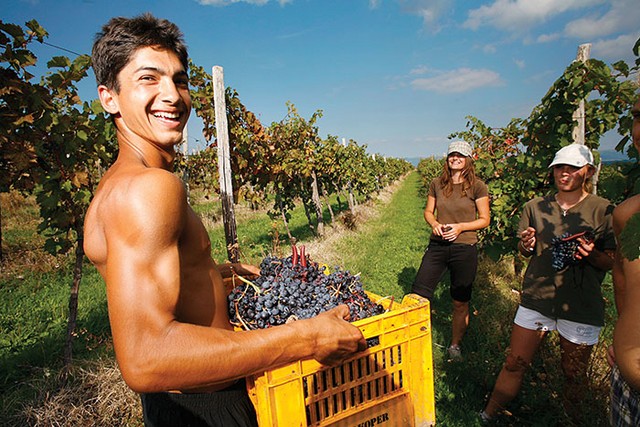 Obiralci grozda iz Slovaške v vinogradu v slovenski Istri