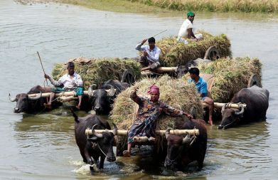 Bangladeški kmetje s pomočjo bikov prevažajo rižev pridelek