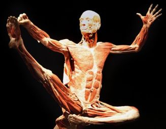 V Heidelbergu je odprta razstava Svetovi telesa anatoma dr. Guntherja von Hagensa, ki pri ustvarjanju uporablja človeška telesa. Voda v celicah se postopoma nadomesti s plastičnim materialom, dokler ne dobite realističnega, suhega trupla brez vonja. Postopek zahteva več kot 1500 ur dela in okoli 25.000 funtov. Hagens svoje početje upravičuje v kontekstu demokratizacije anatomije.