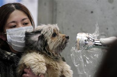 Preverjanje stopnje radioaktivnosti pri japonskih hišnih ljubljenčkih na prizadetih območjih.