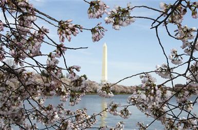 Washingtonski obelisk med češnjevimi cvetovi, ki naj bi letos najlepše cveteli med 25. marcem in 1. aprilom.