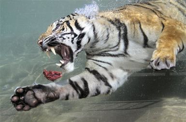 Akasha, dveletna bengalska tigrica iz kalifornijskega živalskega vrta, med potapljanjem za sočnim mesnim zalogajem.