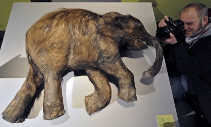 V Mettmannu v Nemčiji so v muzeju neandertalcev razstavili mumificiranega mladička mamuta. Mladiček je pred 40.000 utonil v blatu, nato pa ostal konserviran v ledu.