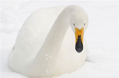 Labod v pekinškem živalskem vrtu počiva na sveže zapadlem snegu.