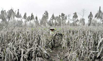 Indonezijski kmet na polju koruze, pokrite s prahom iz vulkana Merapi.