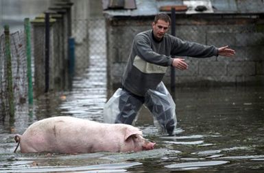 Evakuacija prašiča iz poplavljenega gospodinjstva v Banji Koviljači, Srbija, kjer je reka Drina dosegla najvišjo raven v zadnjih stotih letih.