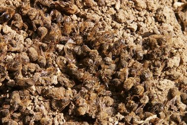 V Sloveniji je v zadnjih letih propadla skoraj polovica čebeljih družin