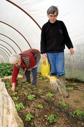 Pridelava zelenjave na ekološki kmetiji Studen pri Ljubljani