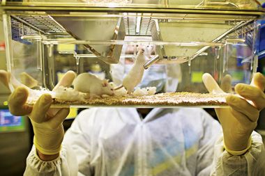 Gensko spremenjene miške v skrbno zaprti kleti ene od stavb ljubljanske Biotehniške fakultete v Domžalah
