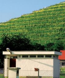 Le nekaj metrov nad hišami intenzivno škropijo v nadškofijskem vinogradu.