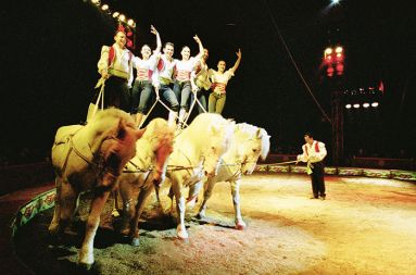 Predstava v cirkusu