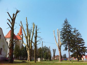 Obglavljena drevesa v kraju Tišina