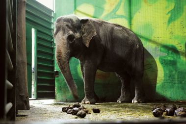 »Stranski proizvod« slonov v ljubljanskem živalskem vrtu