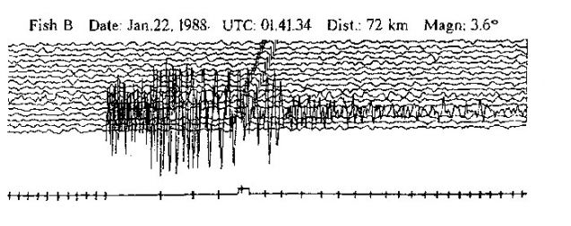 Pred leti se je z živalmi in potresi v okviru svoje diplomske naloge ukvarjal tudi avtor tega prispevka. Ameriškim somičem, ribam, sorodnim tistim, s katerimi so se ukvarjali japonski znanstveniki, se takrat, ko zaznajo mehanski dražljaj, nekoliko upočasni bitje srca. Na sliki se lepo vidi, da je somič zaznal šibak potres, oddaljen 72 km (zgoraj je sled seizmometra, spodaj pa EKG utripanja njegovega srca). S poskusi so takrat ugotovili, da somiči zaznajo tudi šibke potrese, ki jih ljudje ne čutimo, niso pa opazili nobenih znamenj, po katerih bi lahko sklepali, da lahko ribe potres tudi napovedo.