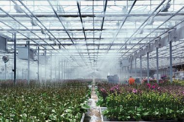 Rastlinjak podjetja Ocean Orchids, ki ga bližnja bioplinarna oskrbuje s toploto