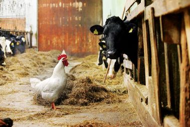 Pri Pustotniku na dan v povprečju predelajo tisoč litrov mleka, od tega 800 litrov kravjega, ki ga namolzejo sami, ter dvesto litrov kozjega in ovčjega, ki ga odkupijo. Iz tega naredijo sto kilogramov sira.