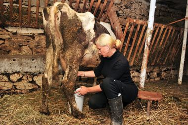 Izpadla tekmovalka Kmetije Salome pri molži