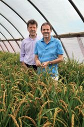 Dr. Bruno Bembi (levo) in dr. Stefano Marchetti med svojim gensko spremenjenim rižem v rastlinjaku blizu Vidma