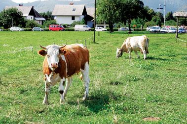 Največji onesnaževalci niso avti v ozadju