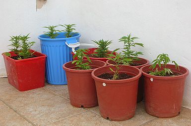 Konoplja se lahko goji tudi na balkonu