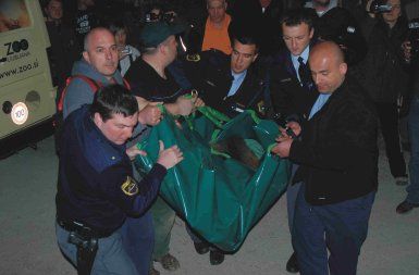 Rožnik, ko so ga, uspavanega, preselili na sever države