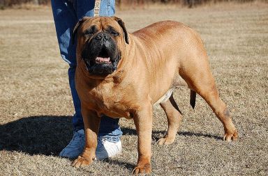 /media/www/slike.old/novice/800pxbrutus_bullmastiff.gif